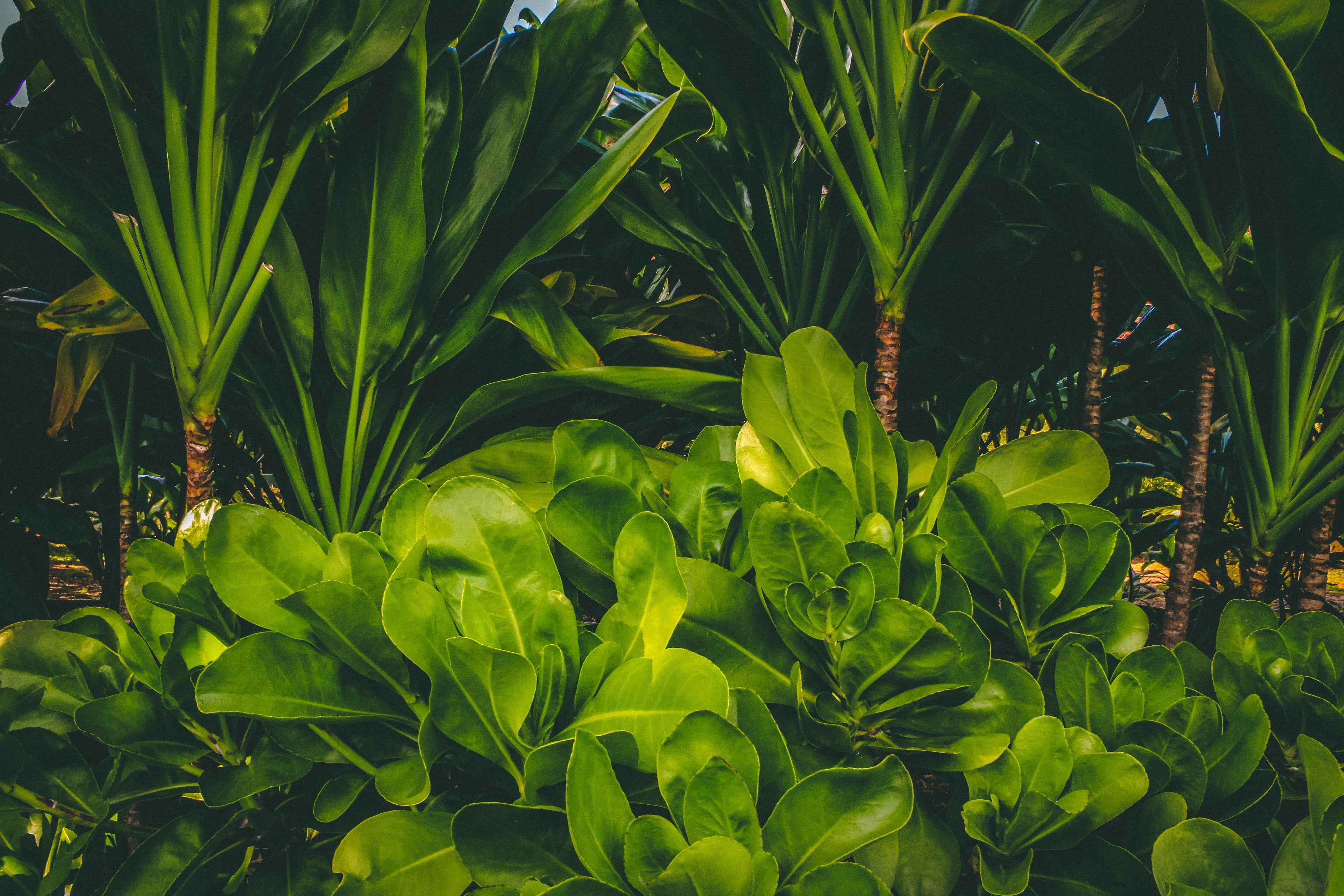 The Flora Kollection